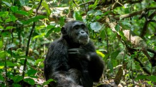 jungleexperiencesafaris.com Chimpanze