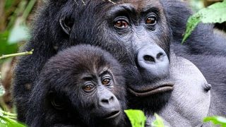 rwanda apes