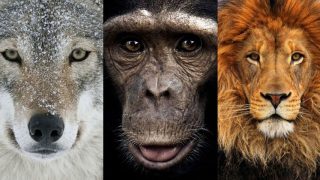 watching-wolf-packs-lion-prides-and-chimp-troops-hunt-is-impressive-and-terrifying